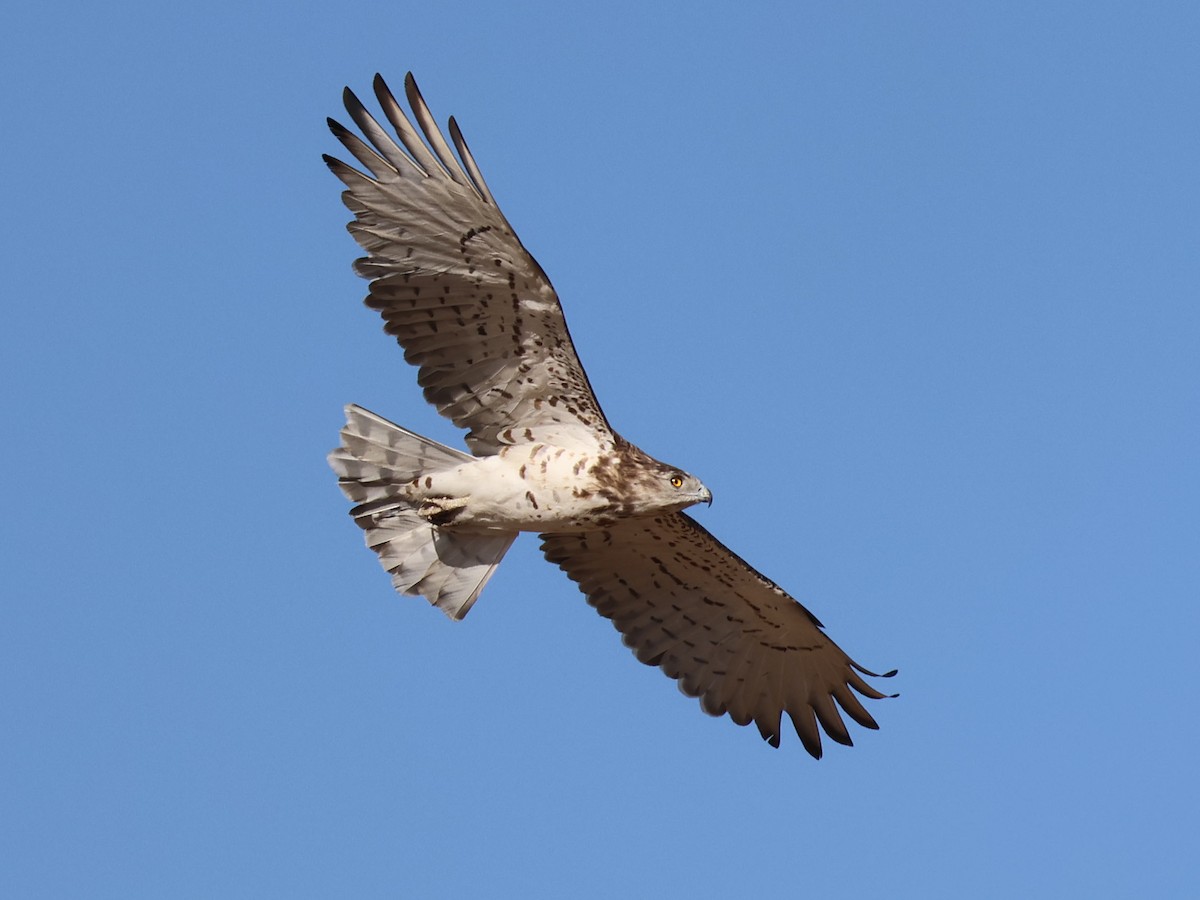 Short-toed Snake-Eagle - ML642097989