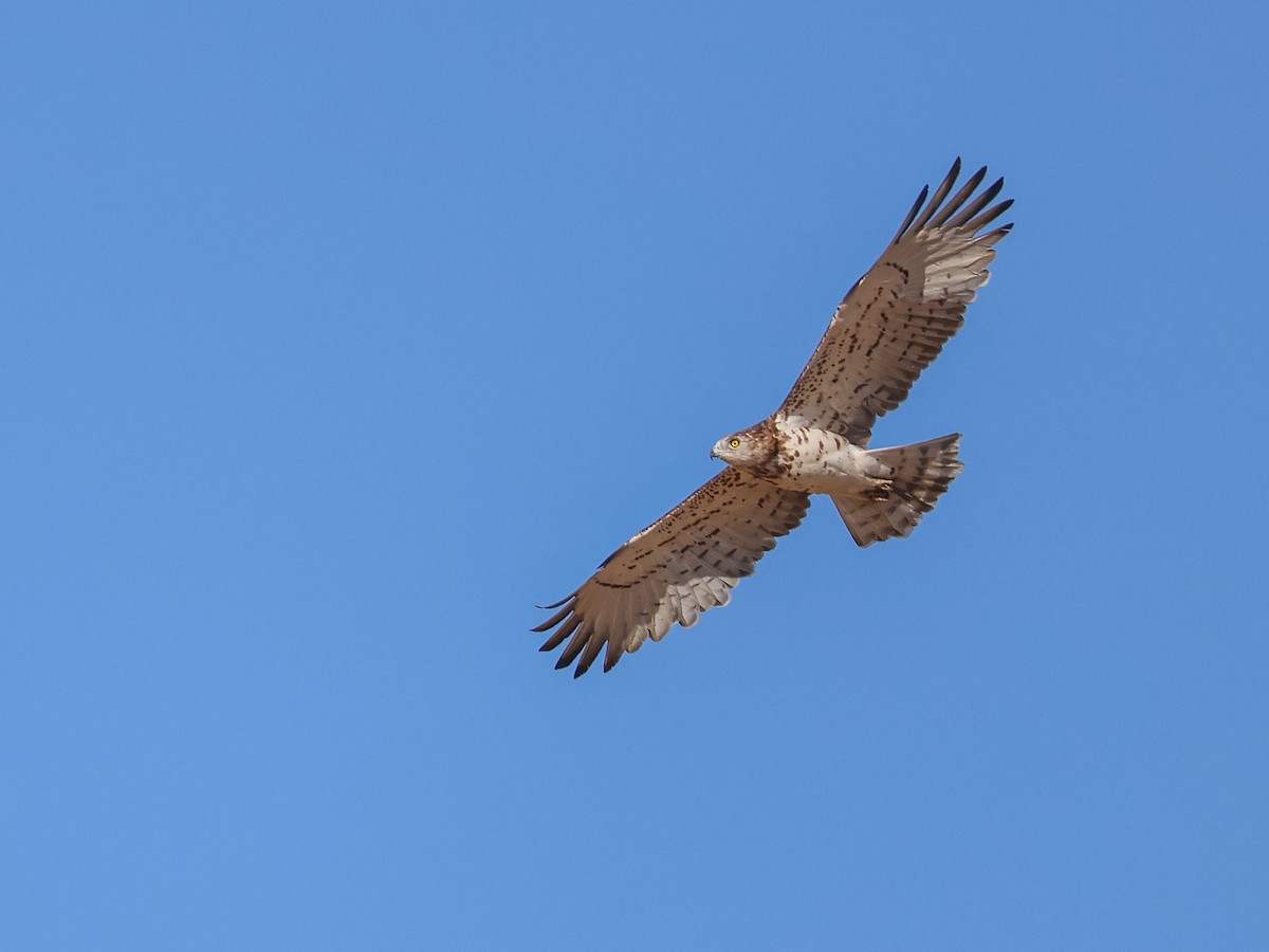 Short-toed Snake-Eagle - ML642097993