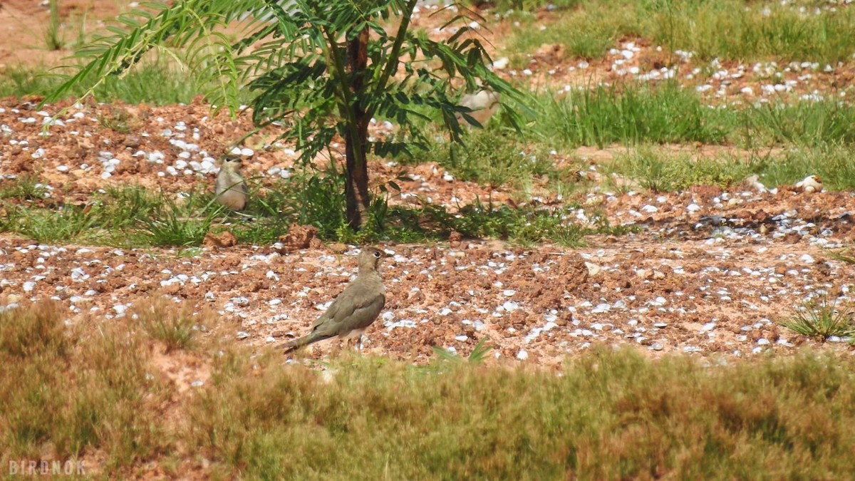 Oriental Pratincole - ML642097995
