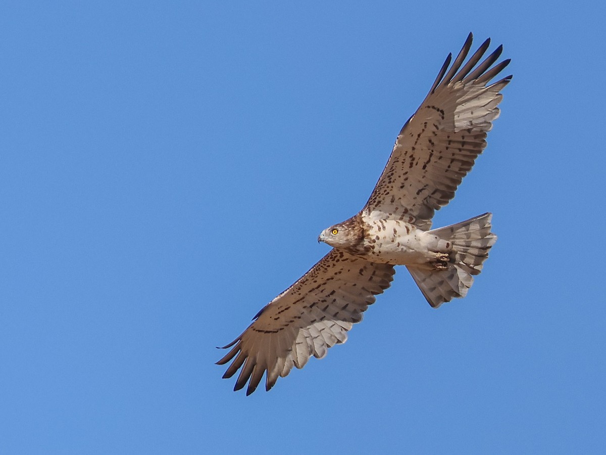 Short-toed Snake-Eagle - ML642097996