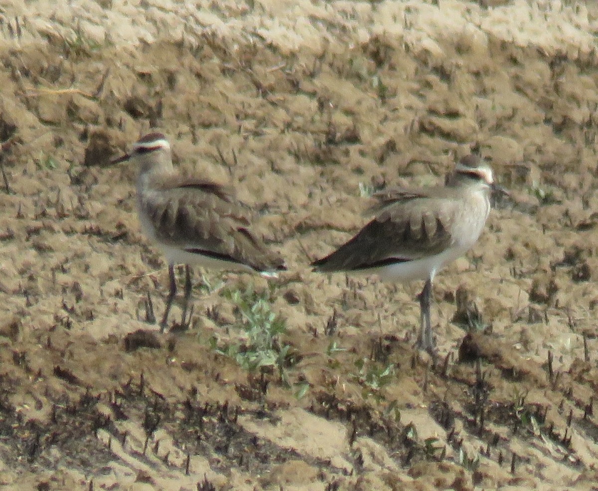 Sociable Lapwing - ML642098000