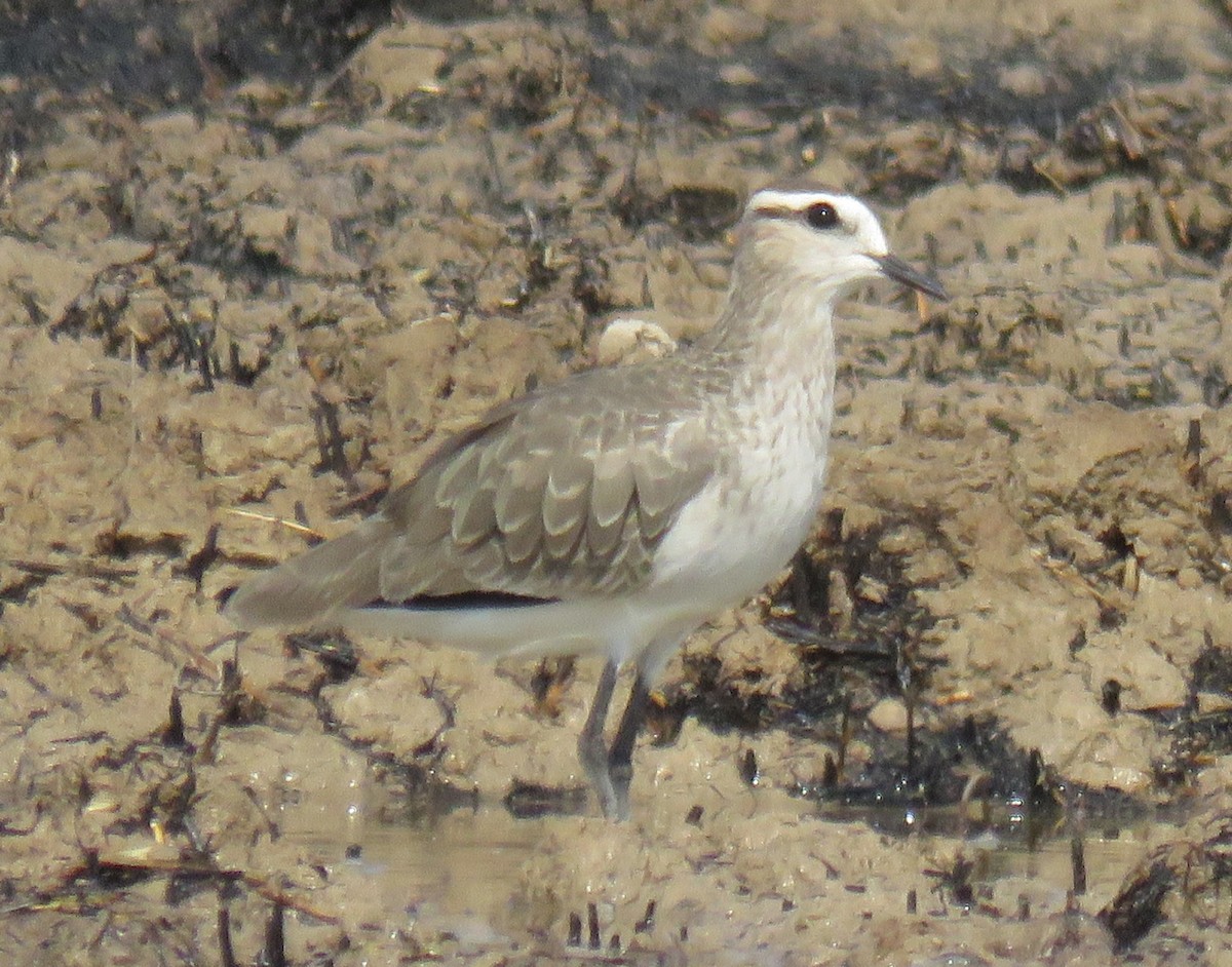 Sociable Lapwing - ML642098001