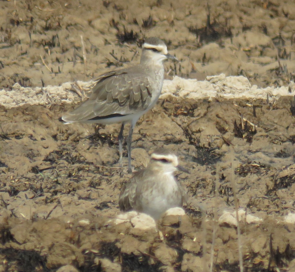 Sociable Lapwing - ML642098002