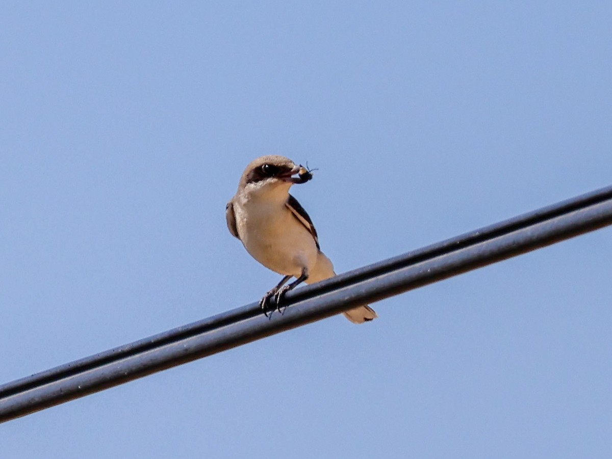 Lesser Gray Shrike - ML642098003