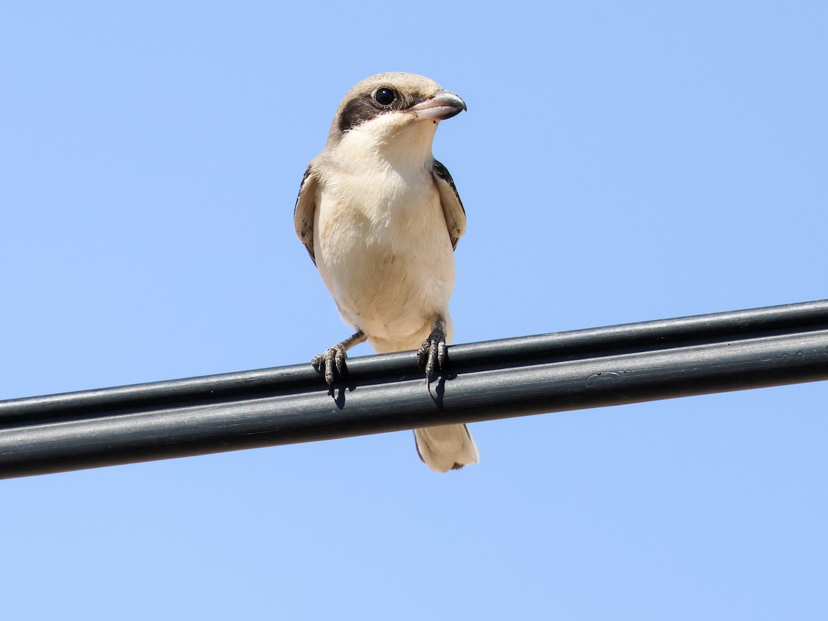 Lesser Gray Shrike - ML642098004