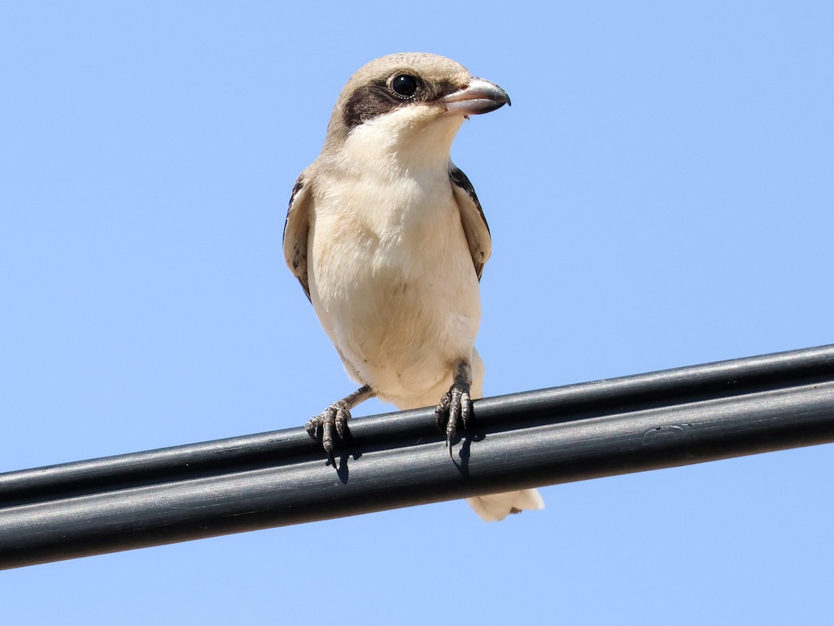 Lesser Gray Shrike - ML642098012