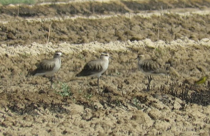 Sociable Lapwing - ML642098013