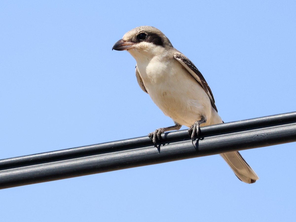 Lesser Gray Shrike - ML642098014
