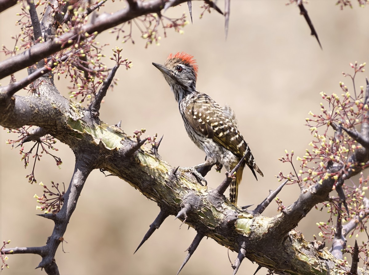 Cardinal Woodpecker - ML642098032