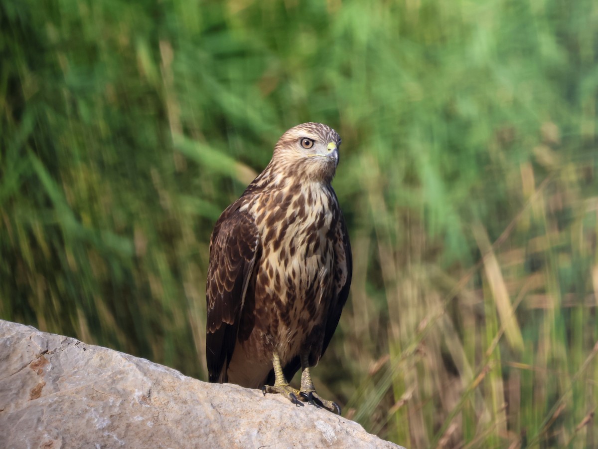Long-legged Buzzard - ML642098033