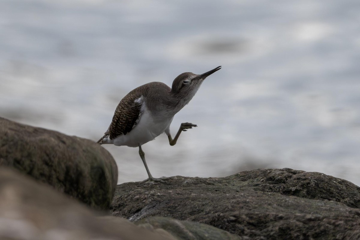 Common Sandpiper - ML642098035