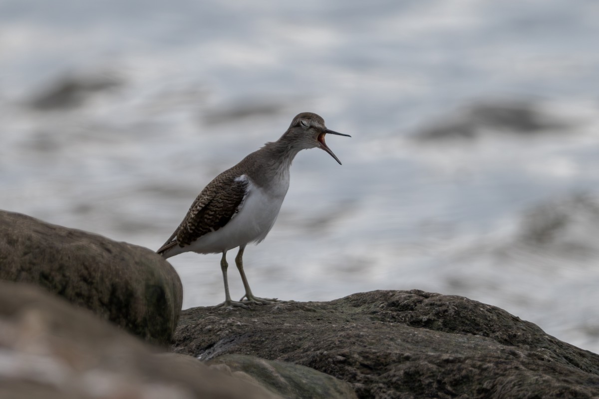 Common Sandpiper - ML642098036
