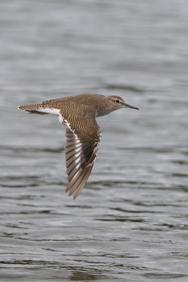 Common Sandpiper - ML642098037