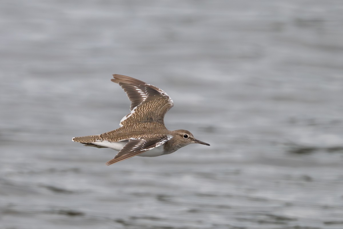 Common Sandpiper - ML642098038