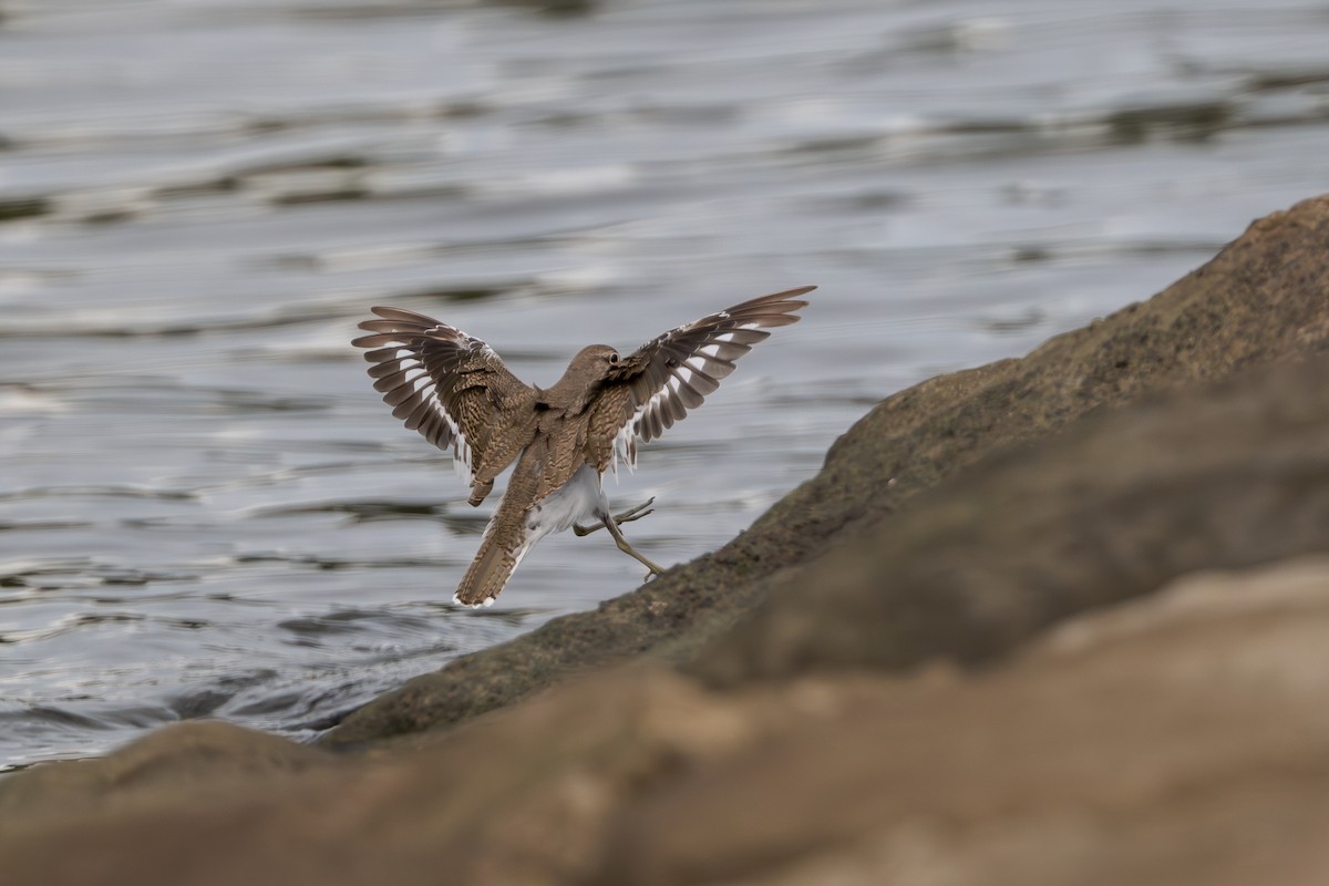 Common Sandpiper - ML642098039