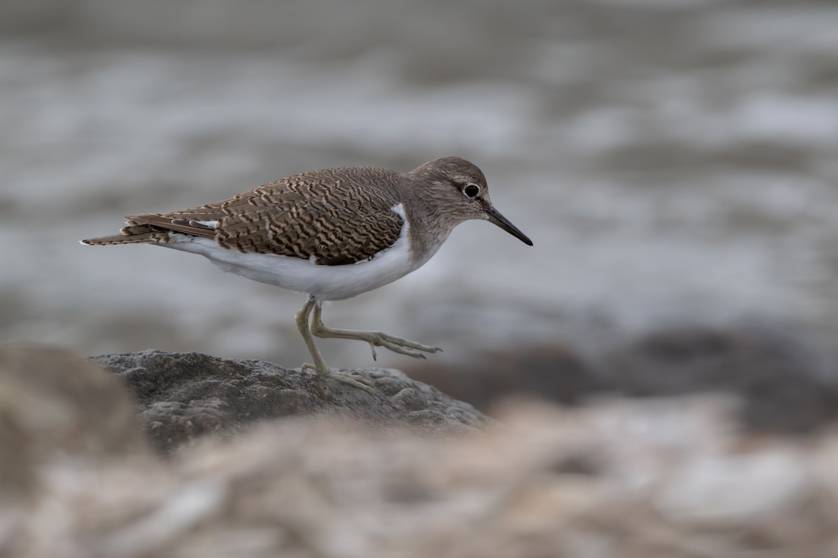 Common Sandpiper - ML642098040