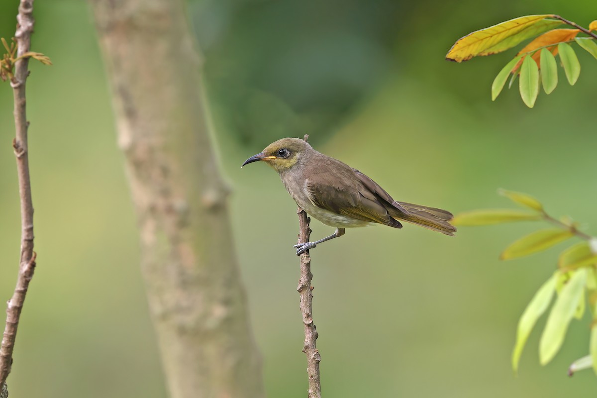 Brown Honeyeater - ML642098047