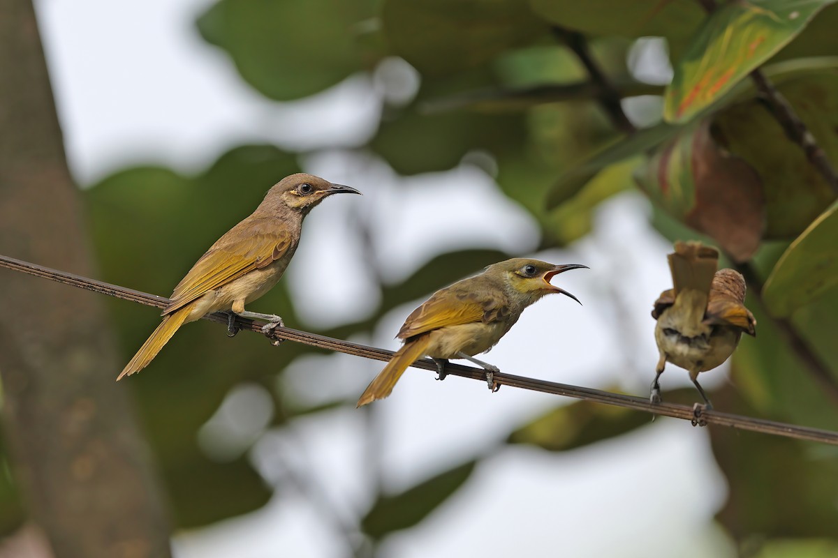 Brown Honeyeater - ML642098050