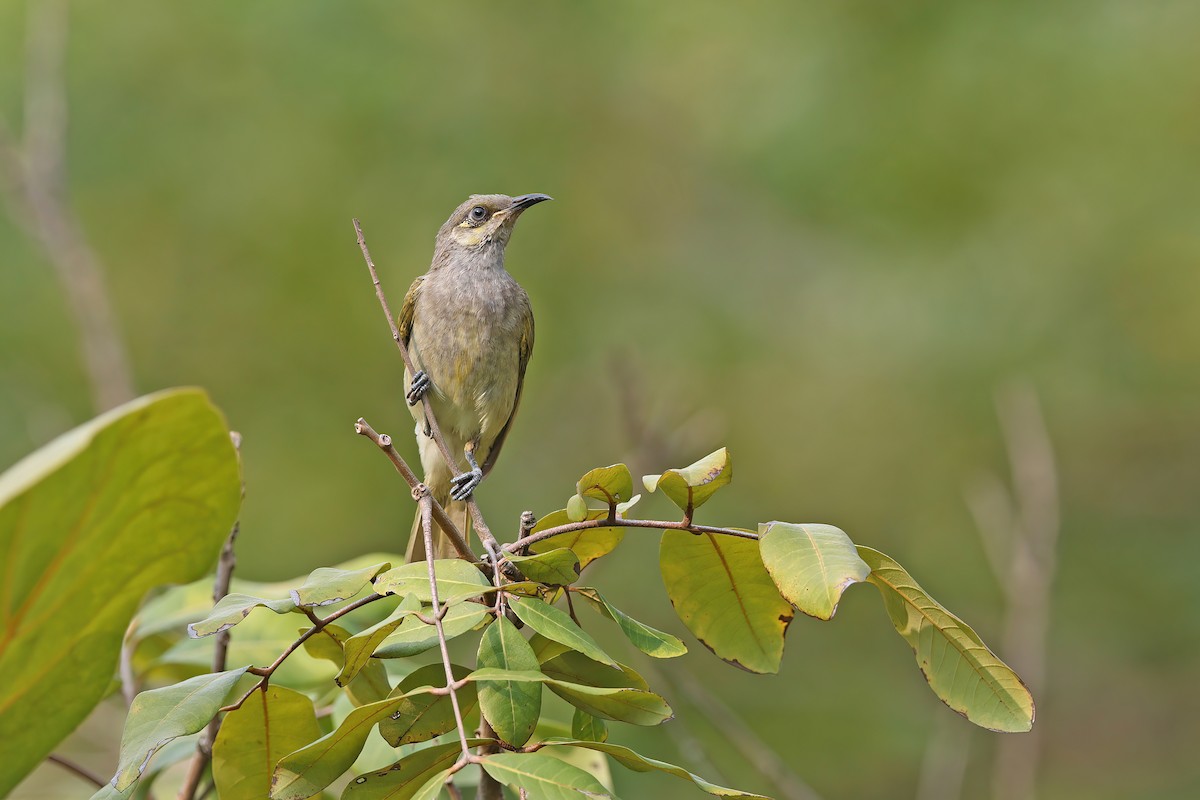 Brown Honeyeater - ML642098051
