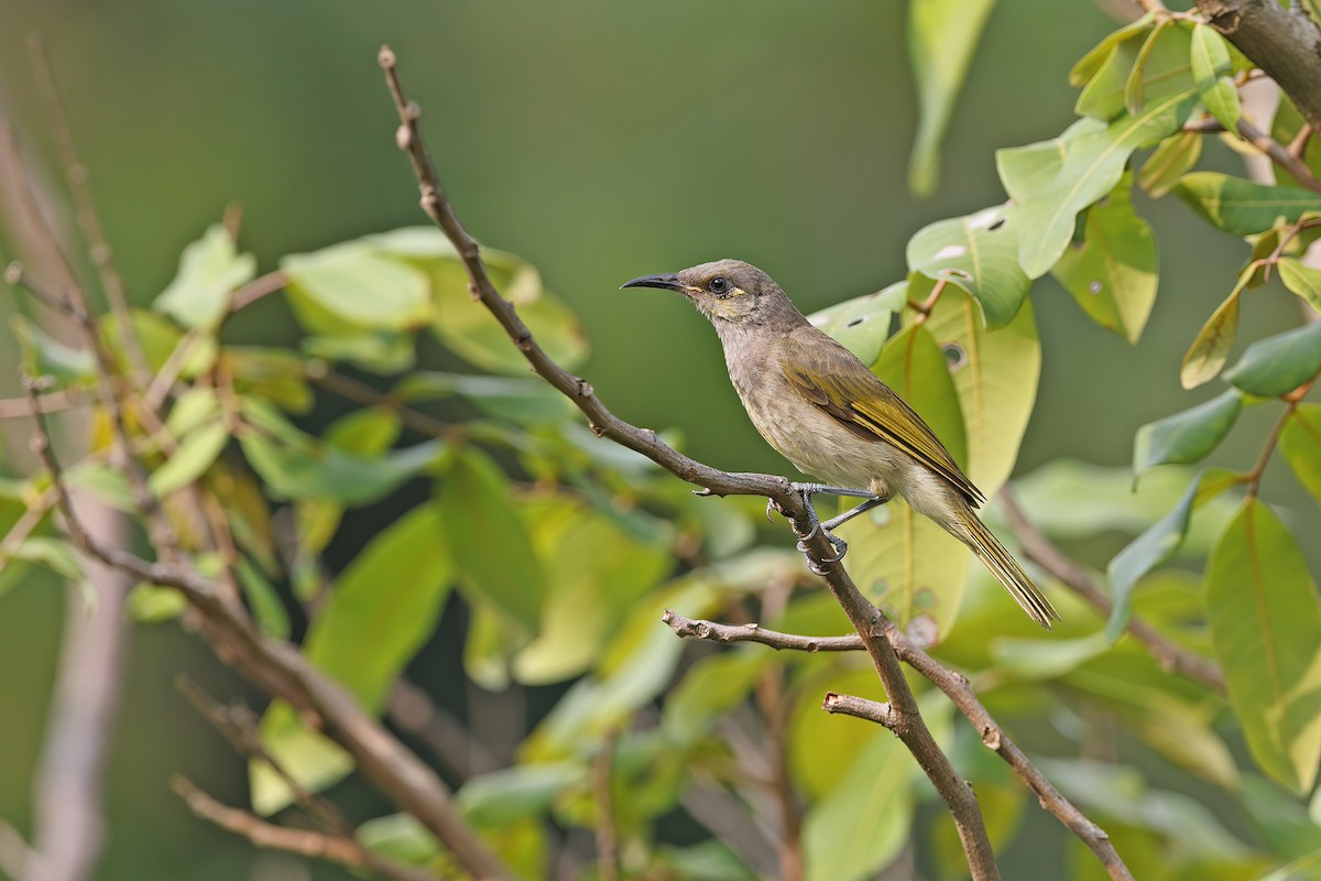Brown Honeyeater - ML642098052
