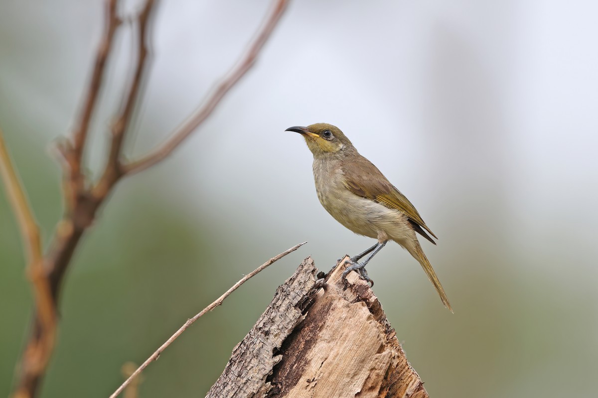 Brown Honeyeater - ML642098053
