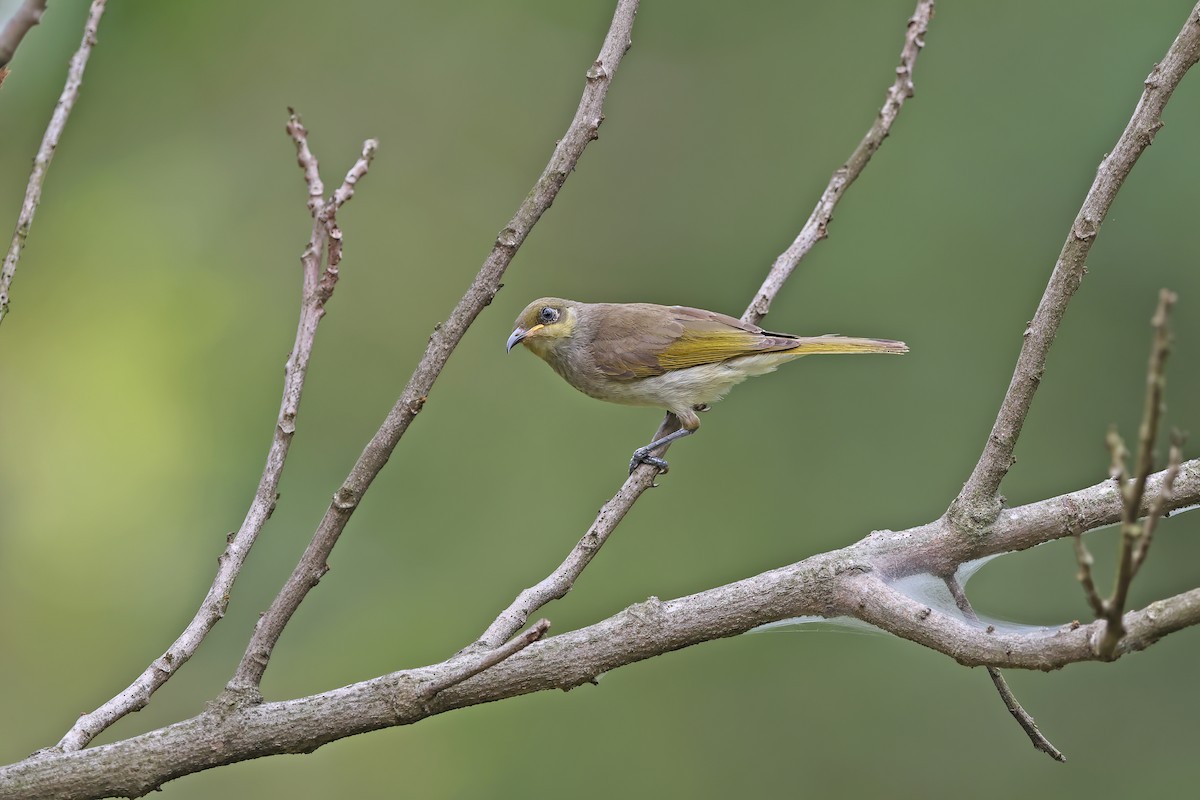 Brown Honeyeater - ML642098054