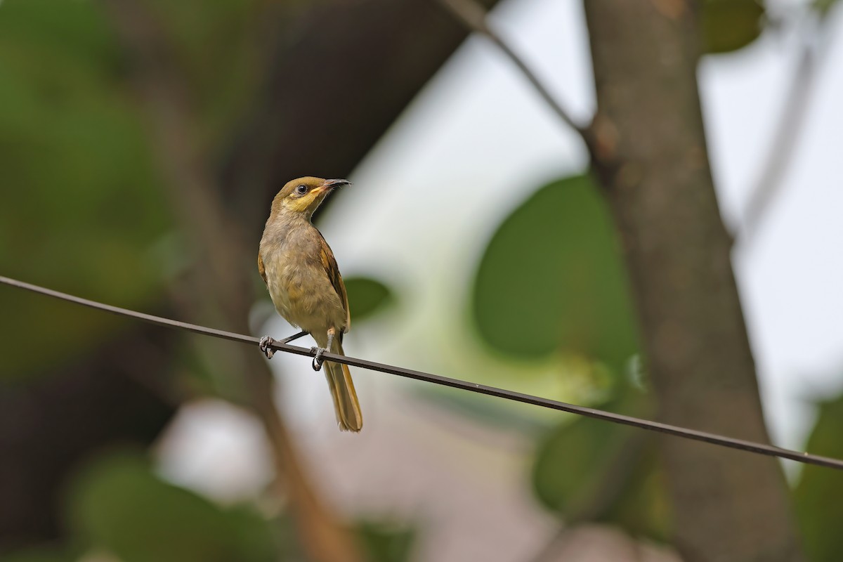 Brown Honeyeater - ML642098055
