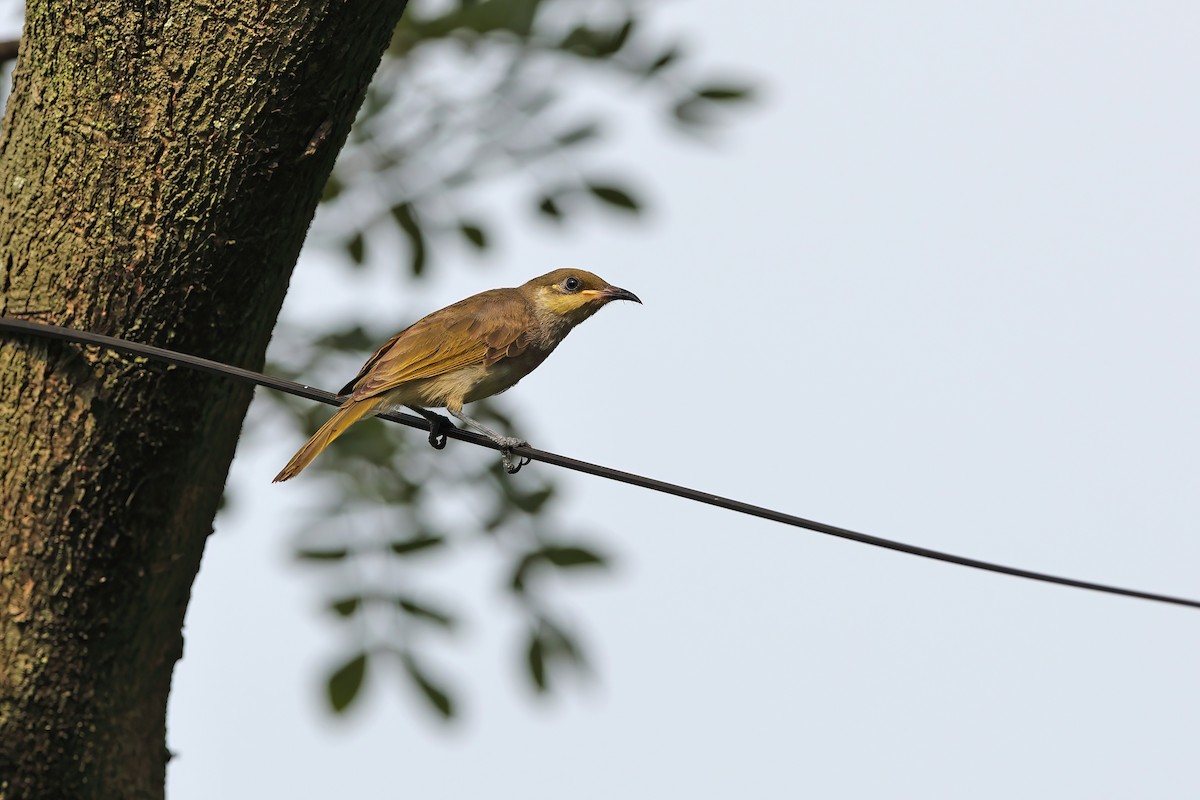 Brown Honeyeater - ML642098056