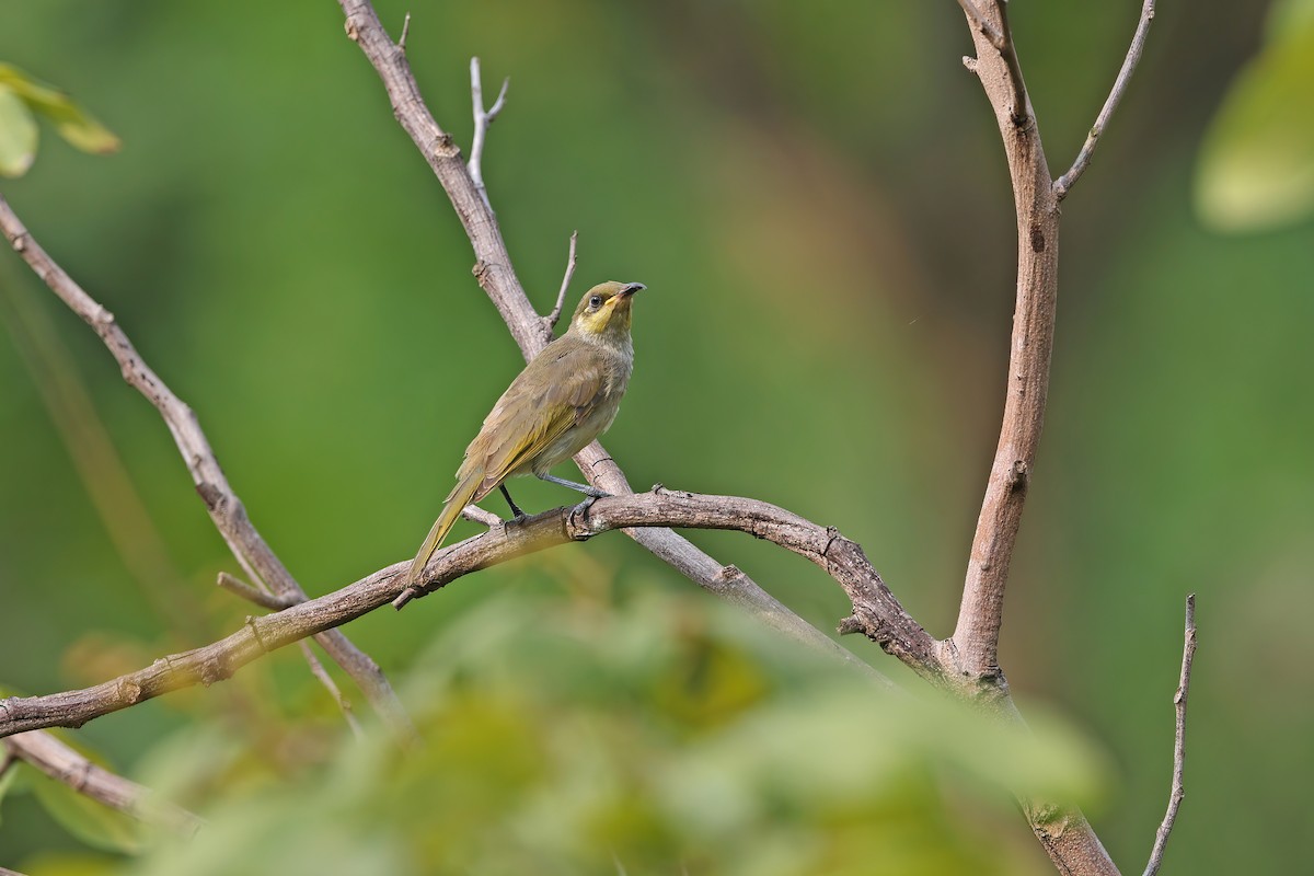 Brown Honeyeater - ML642098057