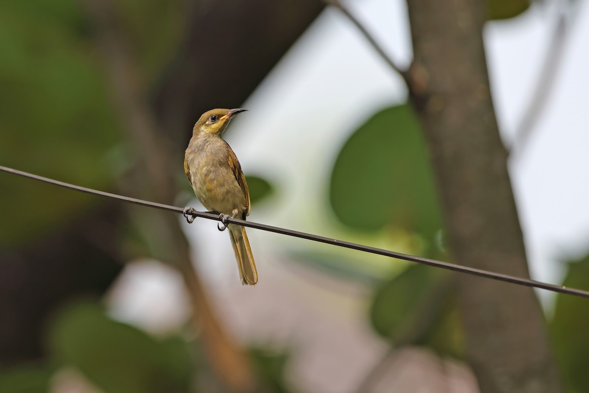 Brown Honeyeater - ML642098058