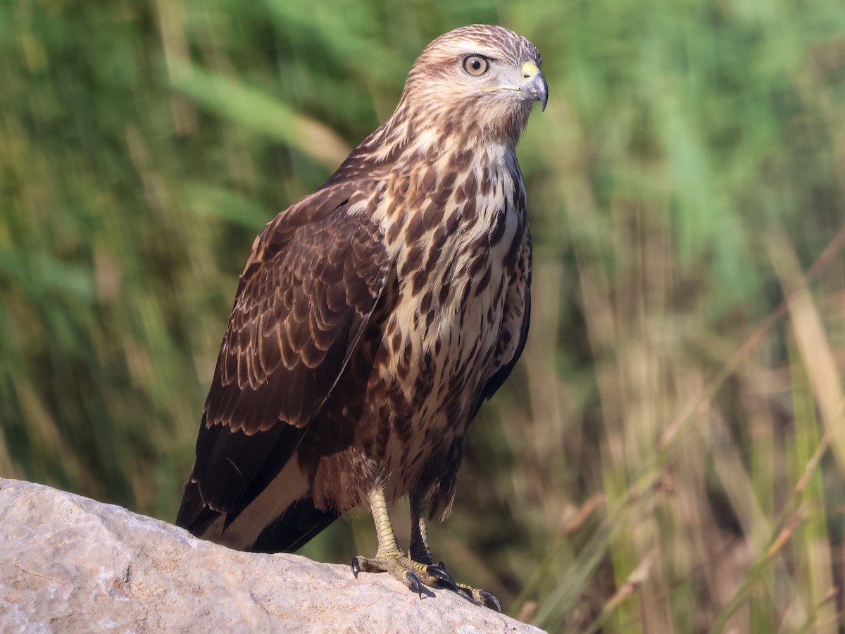 Long-legged Buzzard - ML642098059