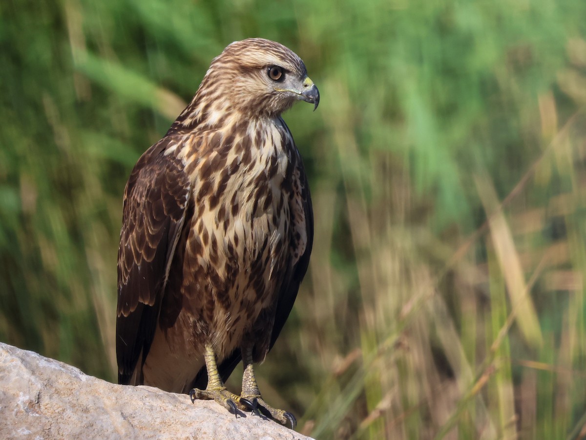 Long-legged Buzzard - ML642098066