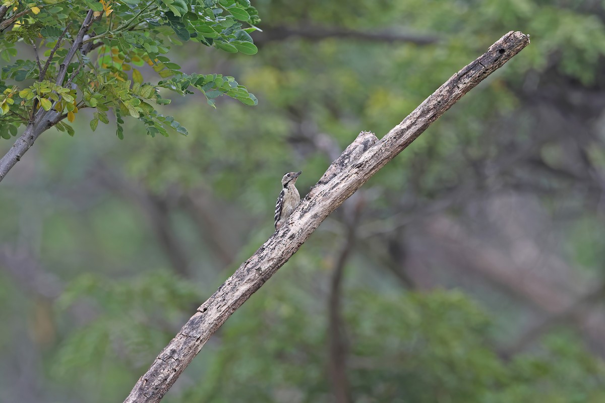 Freckle-breasted Woodpecker - ML642098068