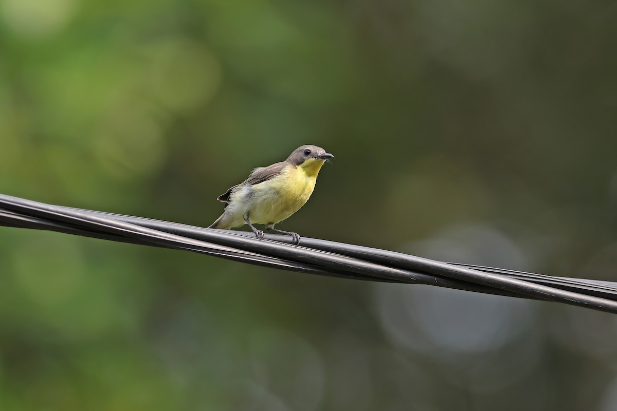 Golden-bellied Gerygone - ML642098069