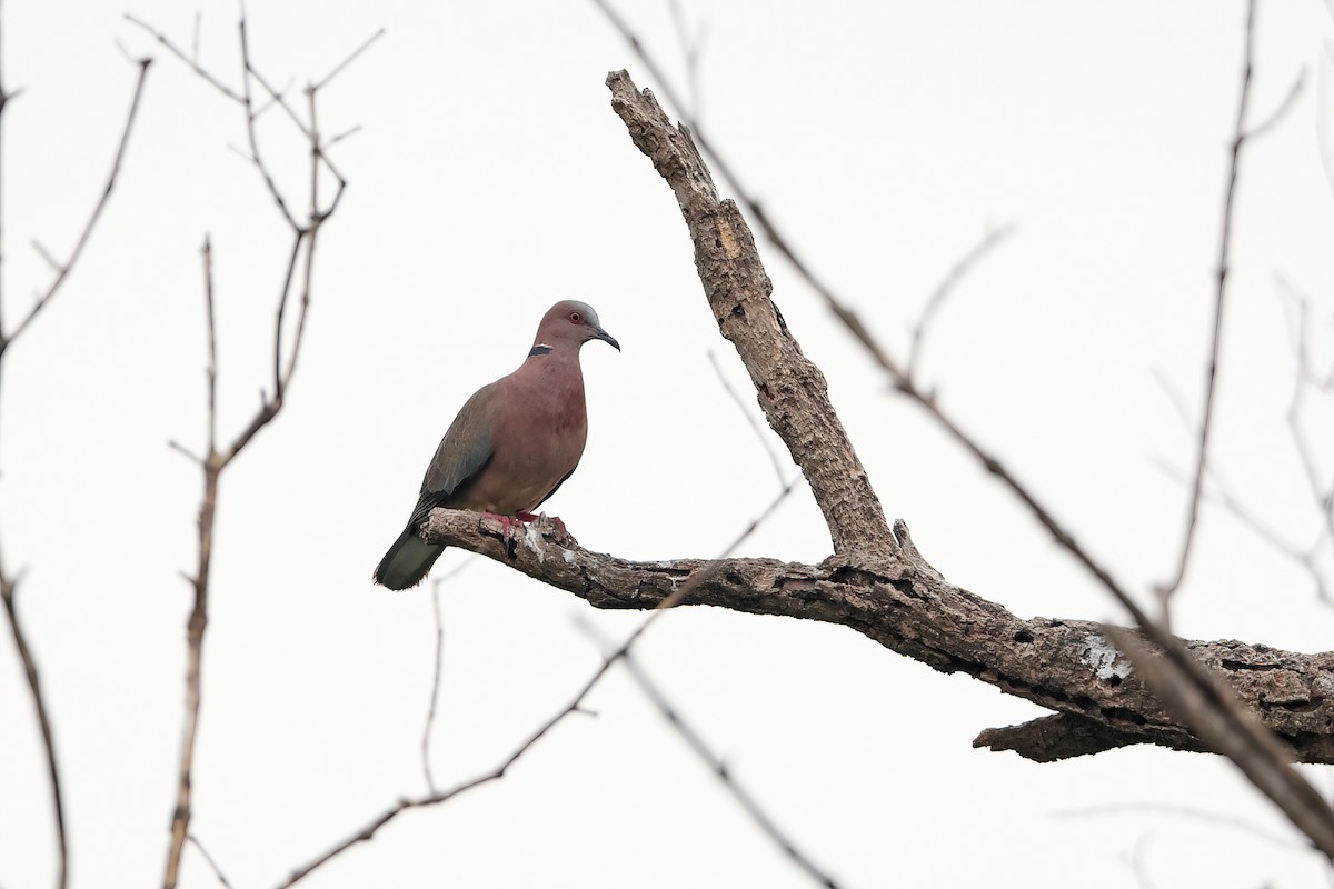 Sunda Collared-Dove - ML642098078