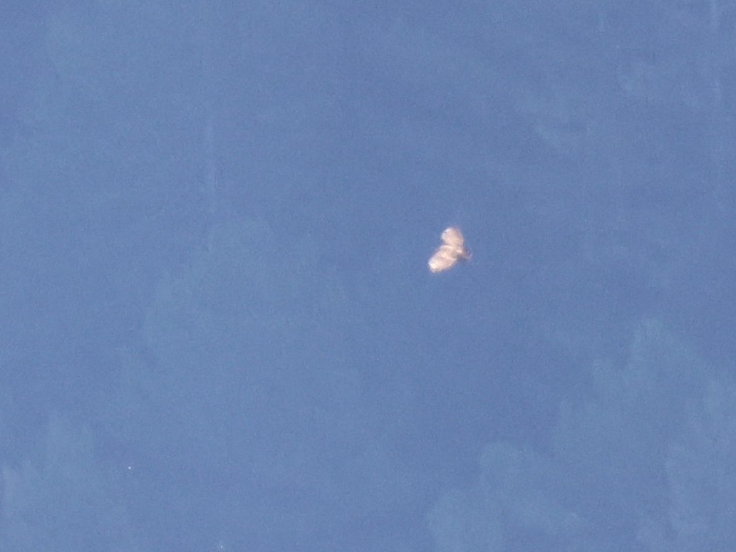 鷹科(中、小型) - ML642098080