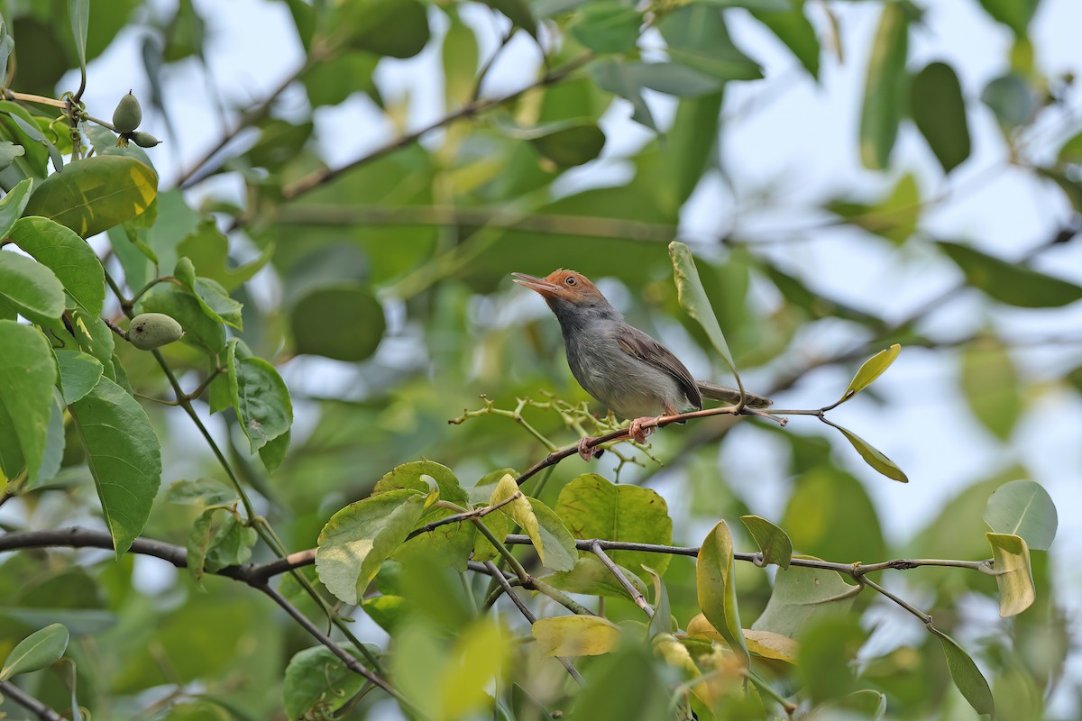 Olive-backed Tailorbird - ML642098090