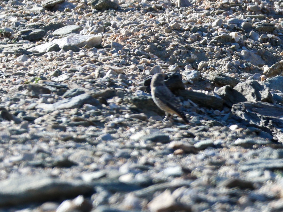 Rufous-tailed Rock-Thrush - ML642098091