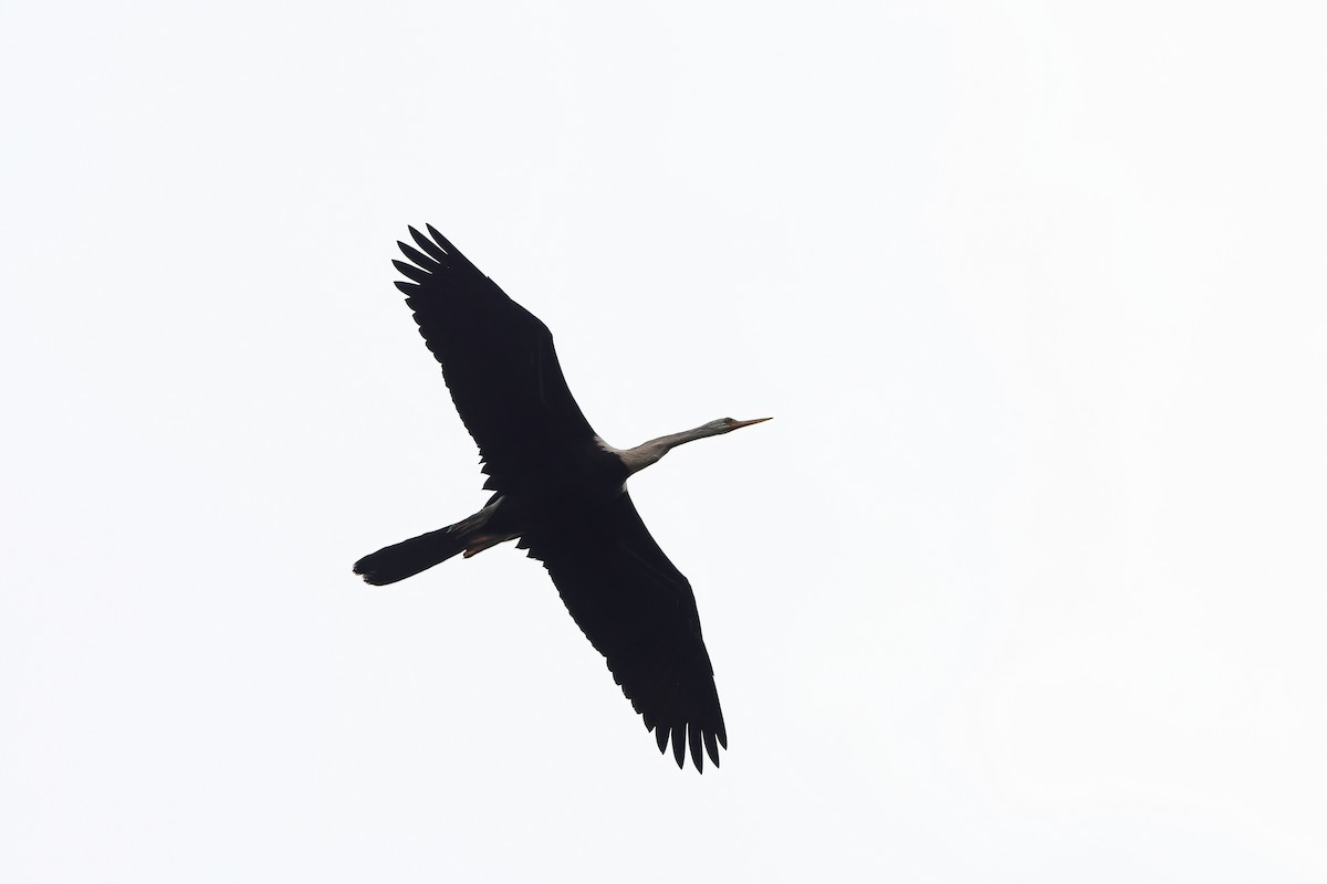 Oriental Darter - ML642098094
