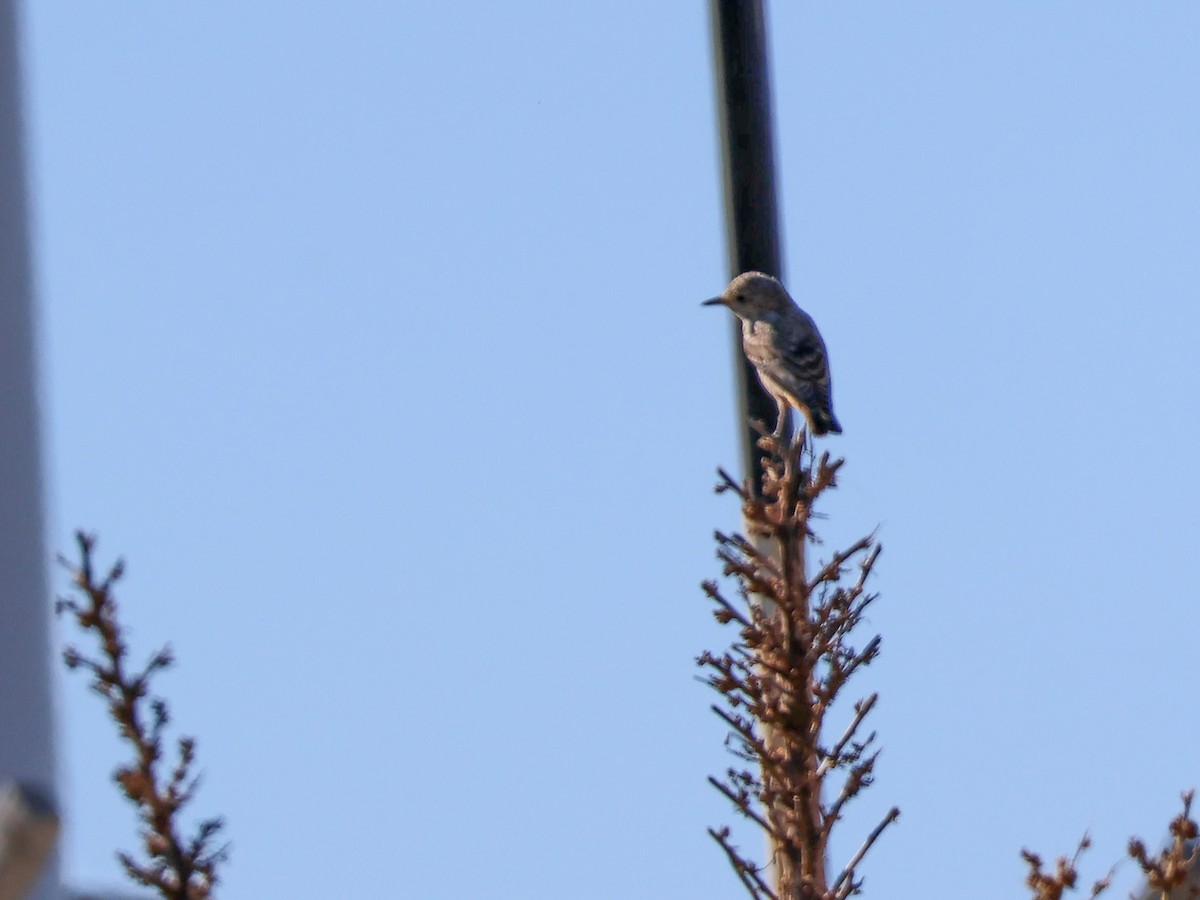 Rufous-tailed Rock-Thrush - ML642098098