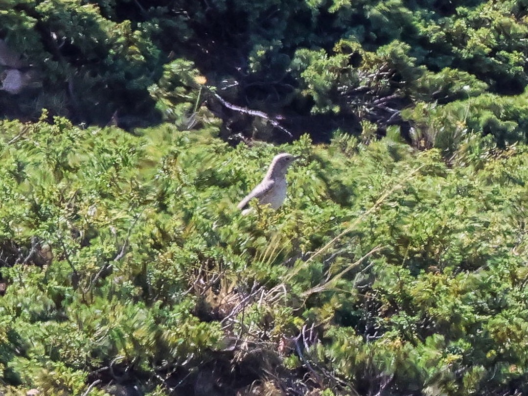 Rufous-tailed Rock-Thrush - ML642098104