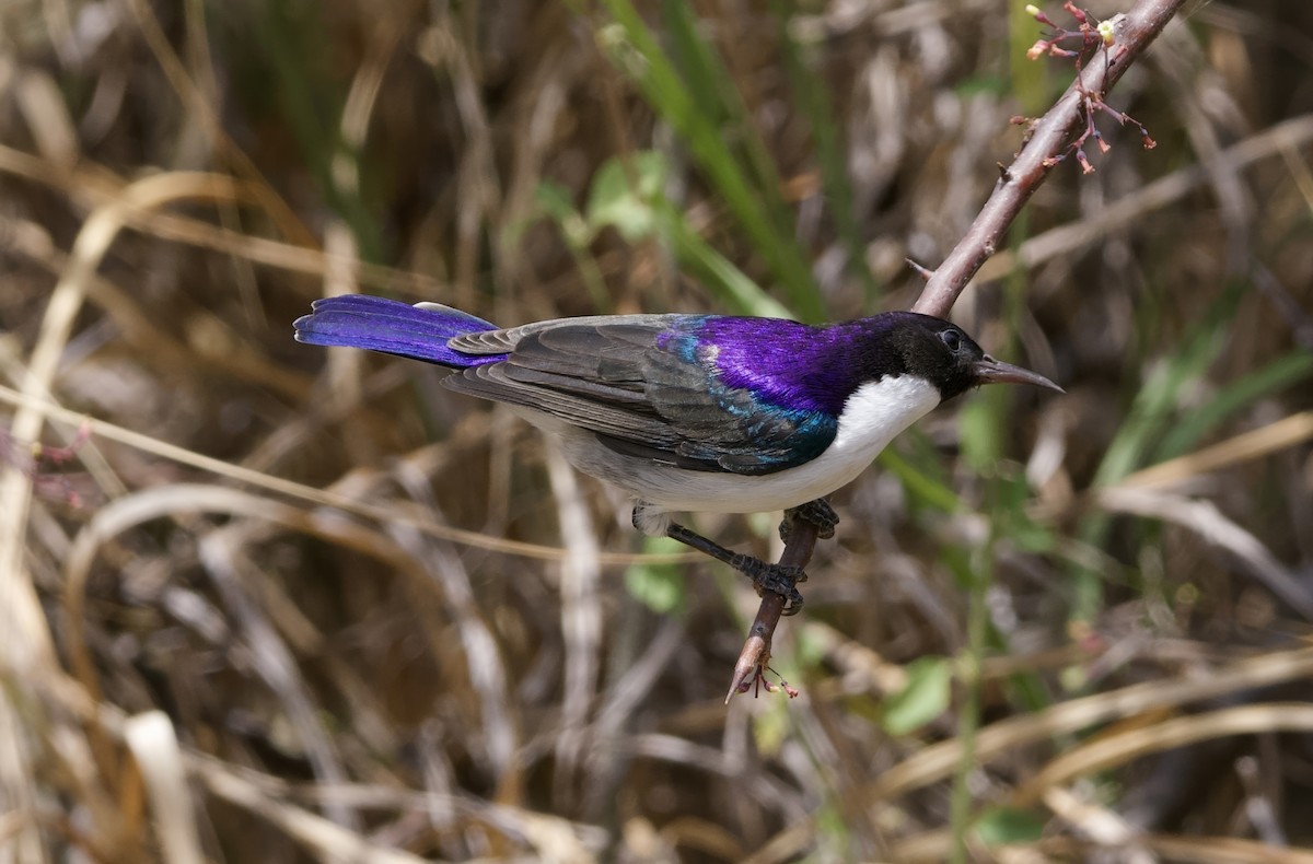 Eastern Violet-backed Sunbird - ML642098124