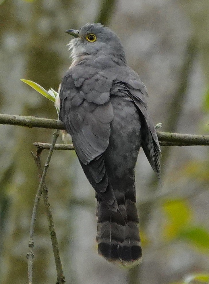 Common Hawk-Cuckoo - ML642098125