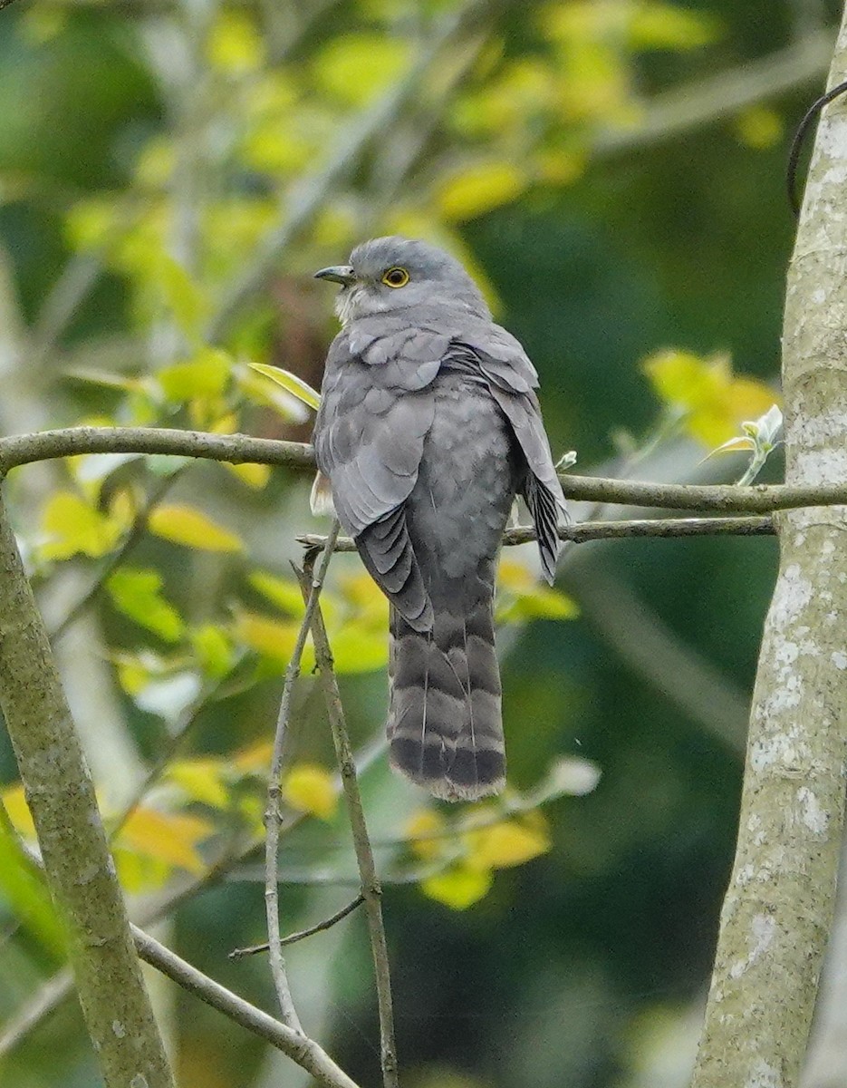 Common Hawk-Cuckoo - ML642098126