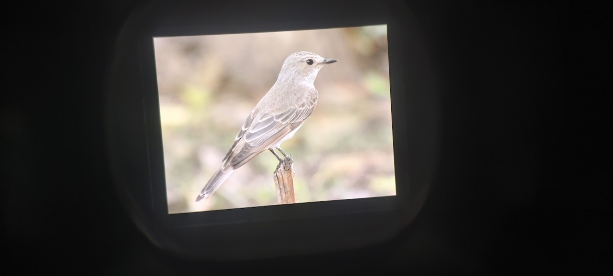 Spotted Flycatcher - ML642098176