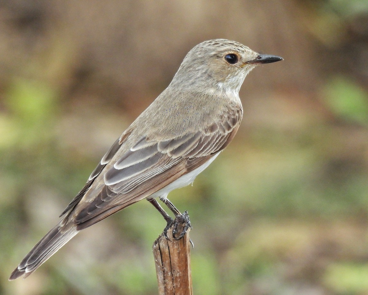 Spotted Flycatcher - ML642098177
