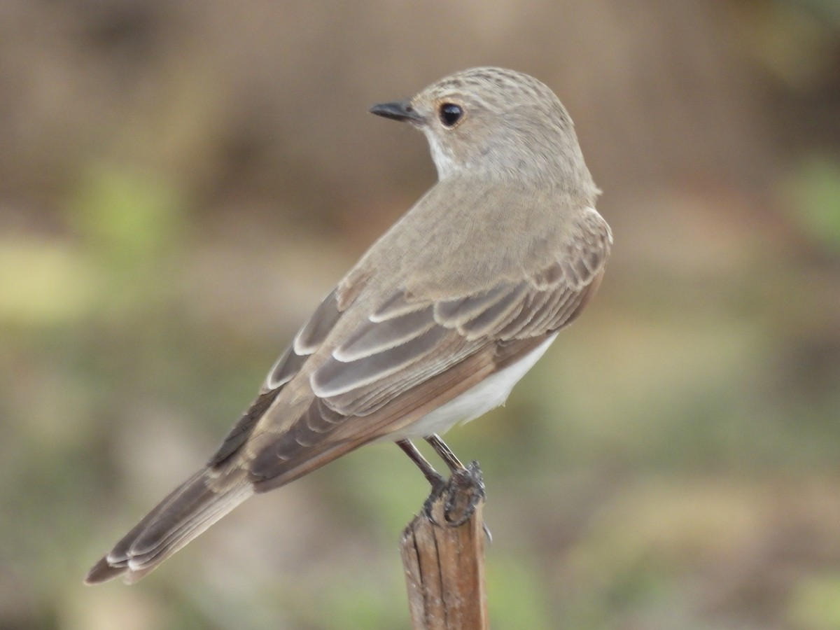Spotted Flycatcher - ML642098178