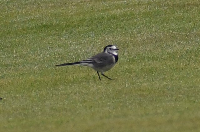 White Wagtail - ML642098187