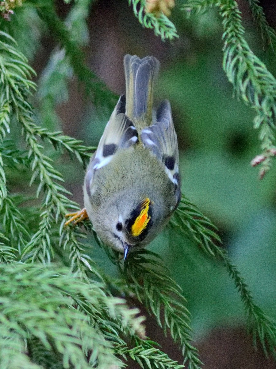 キクイタダキ - ML642098196