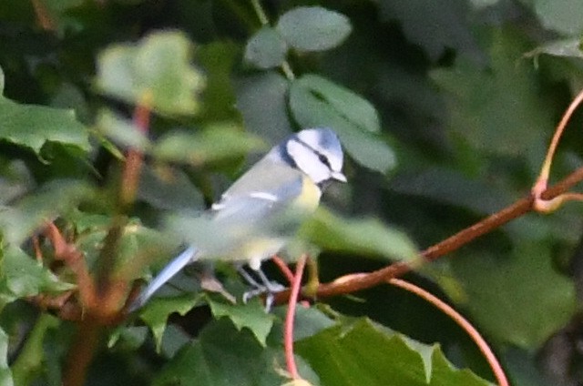 Eurasian Blue Tit - ML642098206